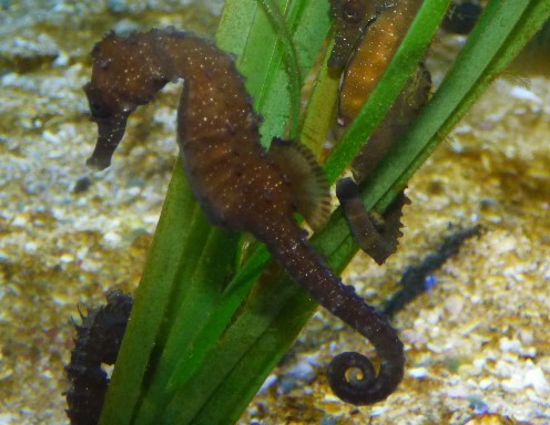 2 seahorses clinging on to vegetation with their tails