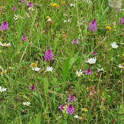 meadow flora (image: Chris Child on Unsplash)